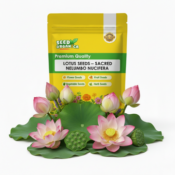 Lotus Seeds – Sacred Nelumbo Nucifera