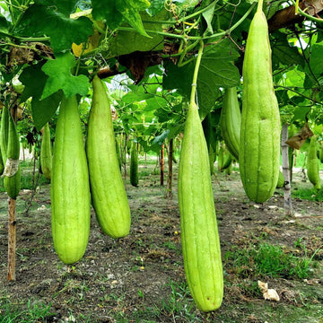 Luffa Seeds 