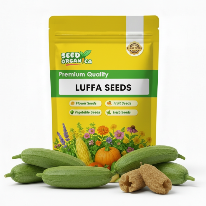Luffa Seeds