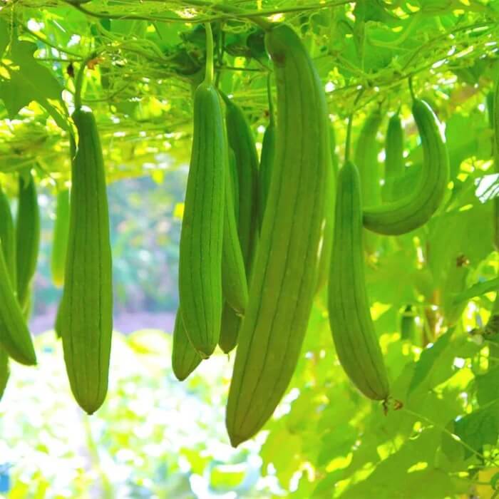 Luffa Seeds - Green Zucca