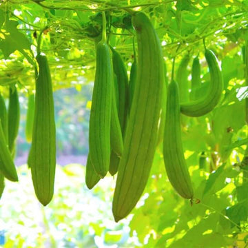 Luffa Seeds - Green Zucca