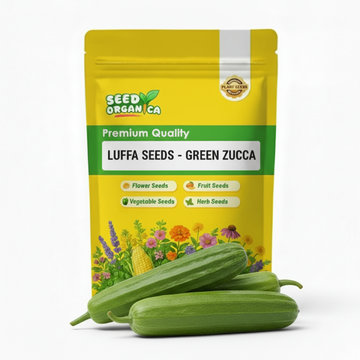 Luffa Seeds - Green Zucca
