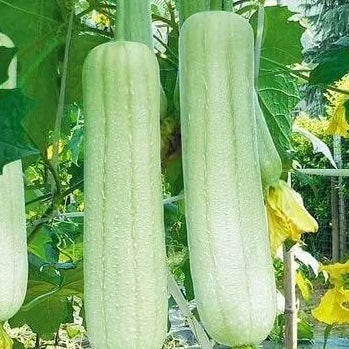 Luffa Seeds - White Green