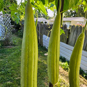 Luffa Seeds - Yellow