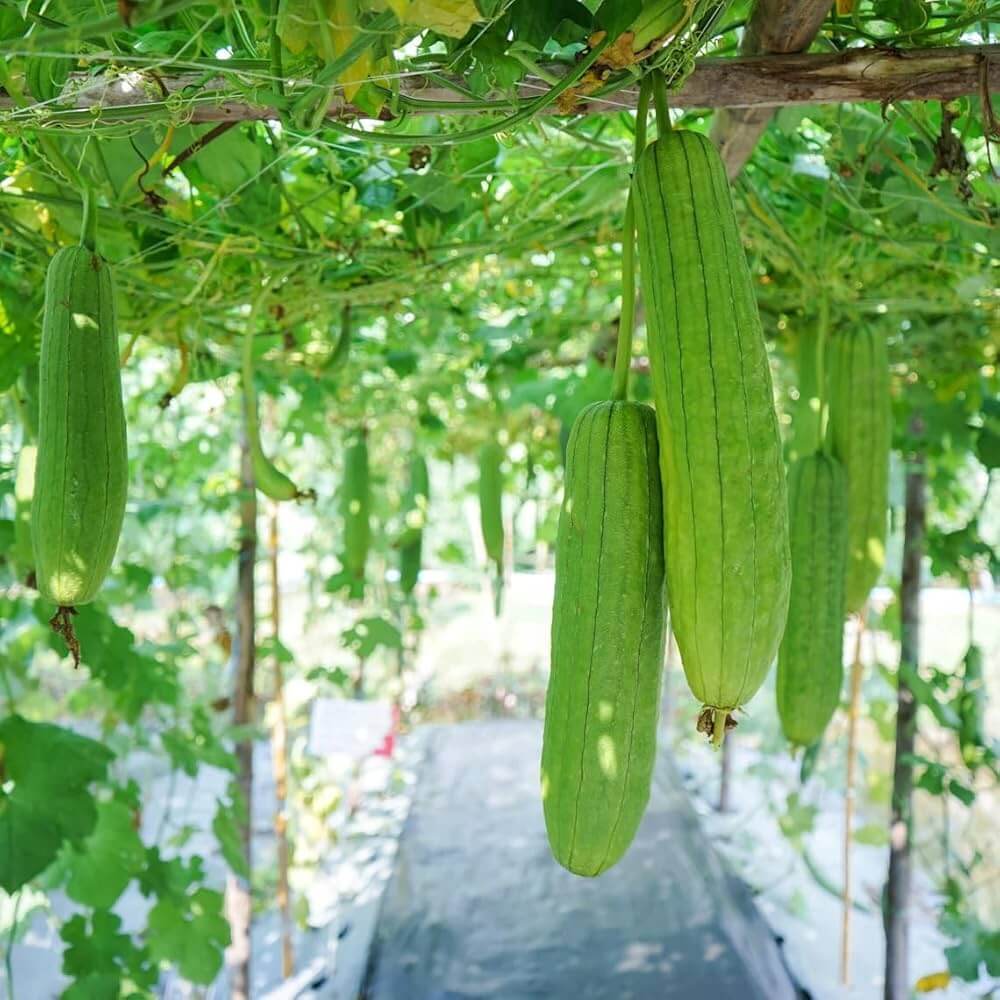 Luffa Seeds 