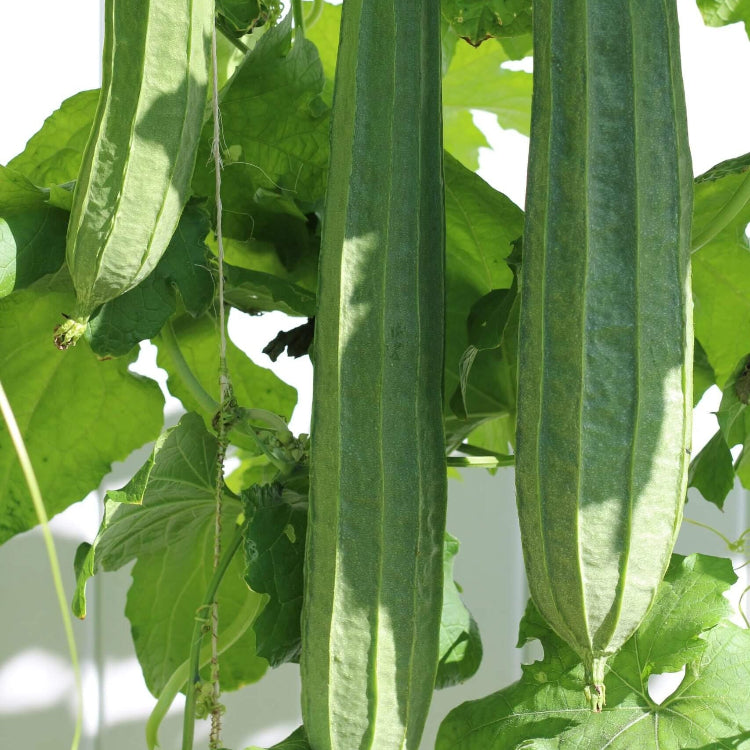 Luffa Seeds - Green
