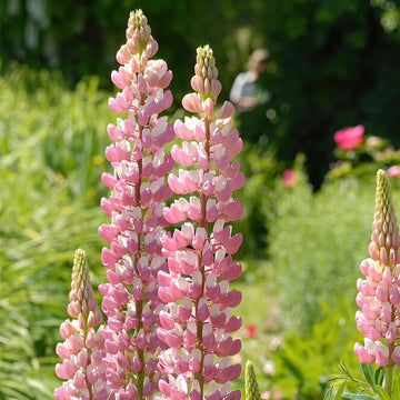 Pink & White Lupine Seeds –  Flower Plant