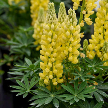Lupine Seeds – Light Yellow