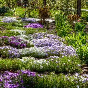 Magic Carpet Thyme Seeds