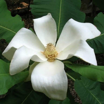 Magnolia macrophylla Magnolia Seeds – Flower Plant