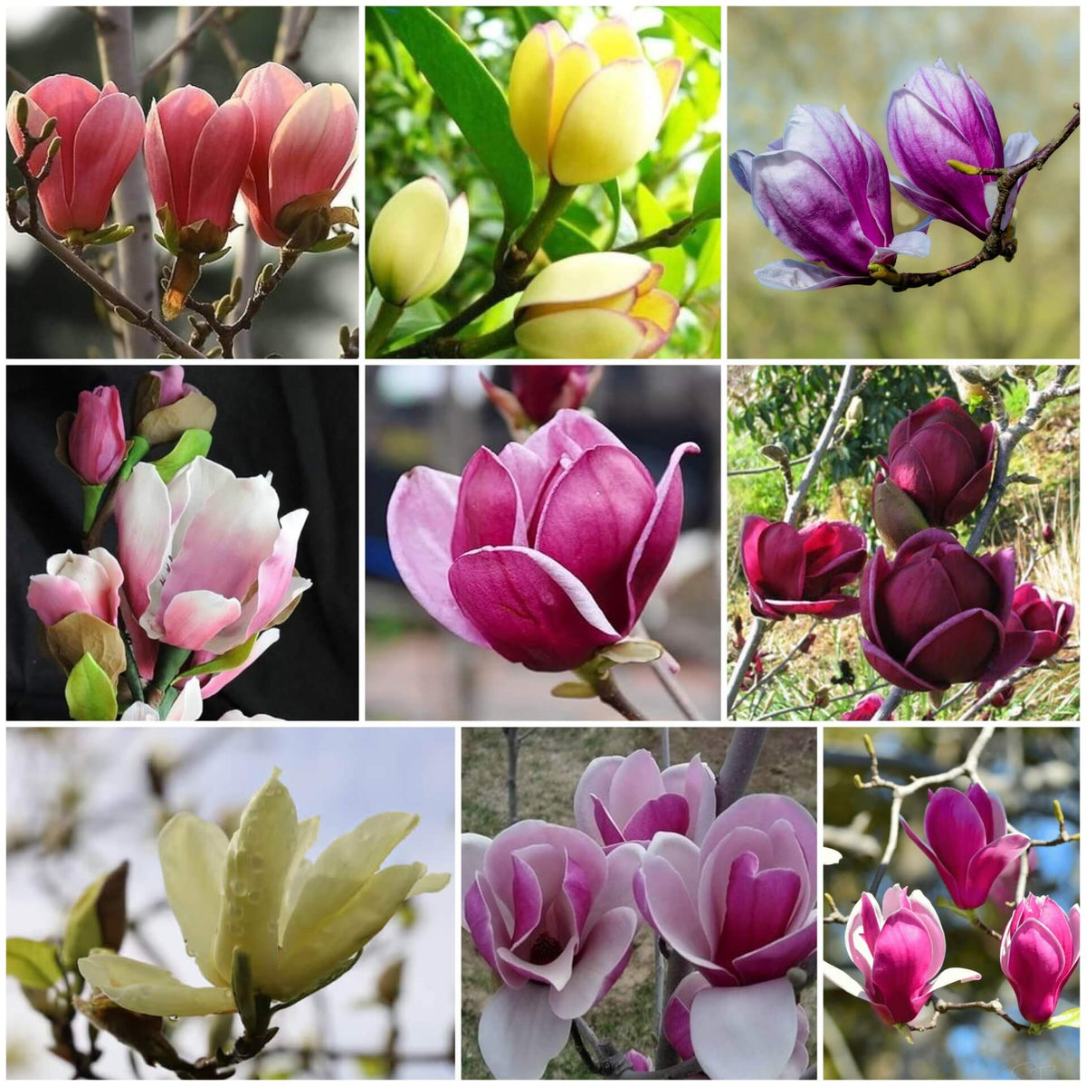 Magnolia Seeds - All In One For Home Gardens