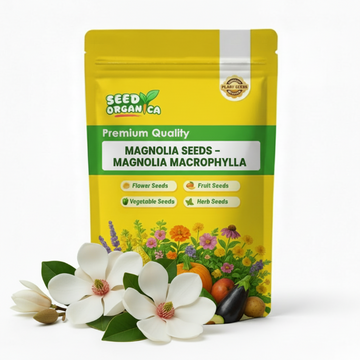 Magnolia Seeds – Magnolia macrophylla