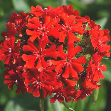 Lychnis Seeds - Flower Plant for Home Gardens