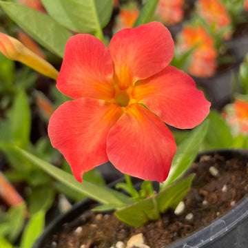 Orange Mandevilla Seeds – Flower Plant