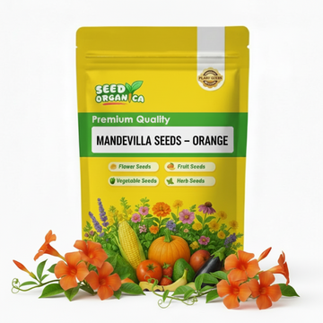 Mandevilla Seeds – Orange