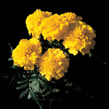 Bonanza Yellow Marigold Seeds – Flower Plant