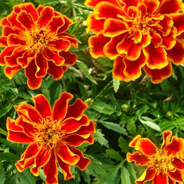 French Durango Flame Marigold Seeds – Flower Plant