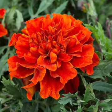 Bronze Marigold Seeds – Flower Plant