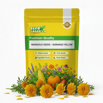 Marigold Seeds – Durango Yellow