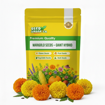 Marigold Seeds – Giant Hybrid