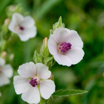 Marshmallow Seeds – Althaea officinalis
