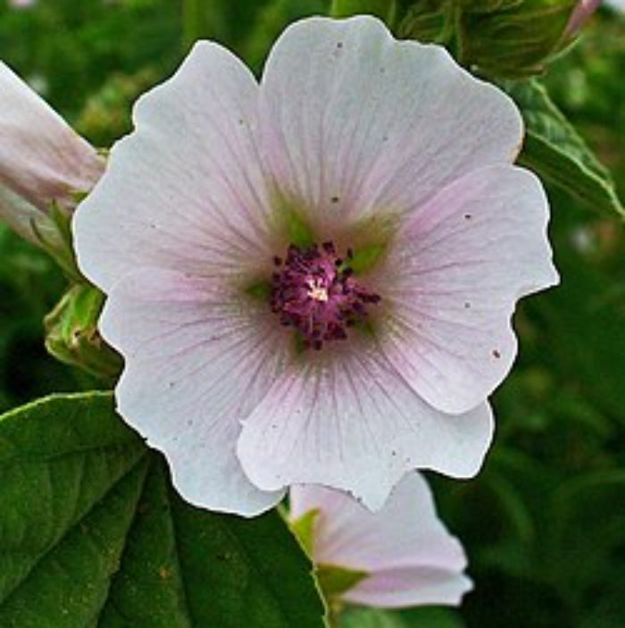 Marshmallow Seeds – Althaea officinalis