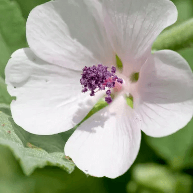 Marshmallow Seeds – White Althaea officinalis