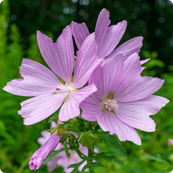 Mauritanian Malva Mallow Seeds - Flower plant