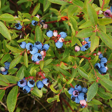 Medicinal Berry Plant Seeds