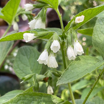 Medicinal Comfrey Seeds - Herbal Plant
