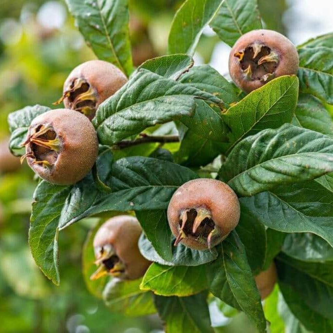 Medlar Seeds (Mespilus germanica)