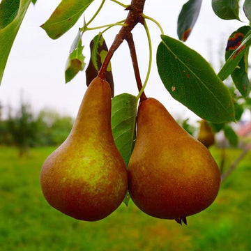 Melon Seeds – Golden Russet Pear
