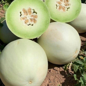 Melon Seeds – Green Dew
