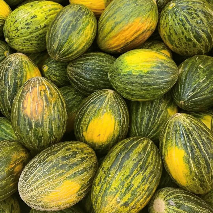 Melon Seeds – Green Toadskin