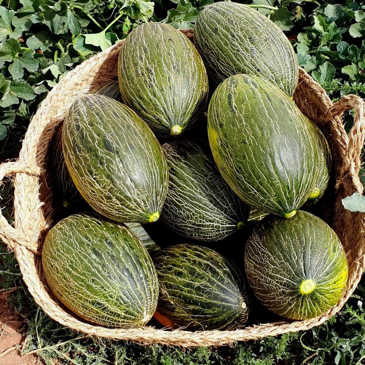 Melon Seeds – Green Toadskin