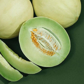 Melon Seeds – Green White Cantaloupe