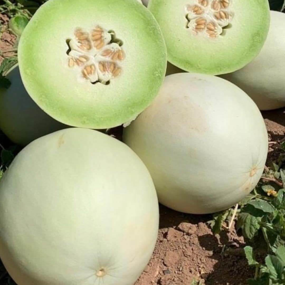 Melon Seeds – Honey Dew
