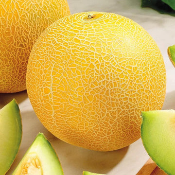 Melon Seeds – Lesya