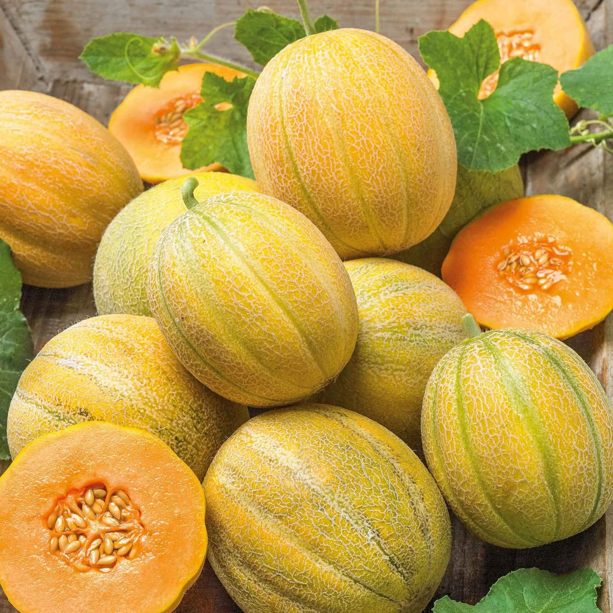 Melon Seeds – Minnesota
