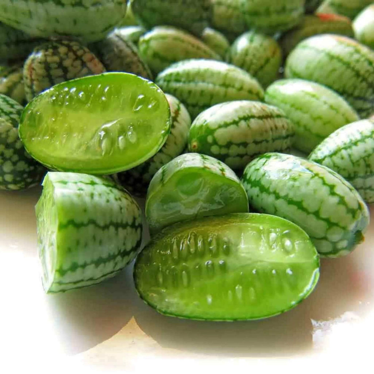Melon Seeds – Mouse