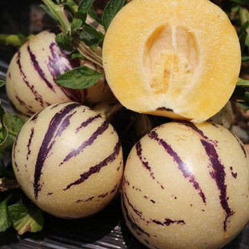 Melon Seeds – Pear