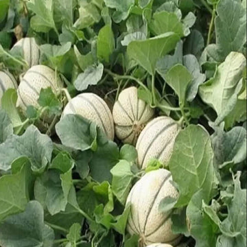 Melon Seeds – Pinonet