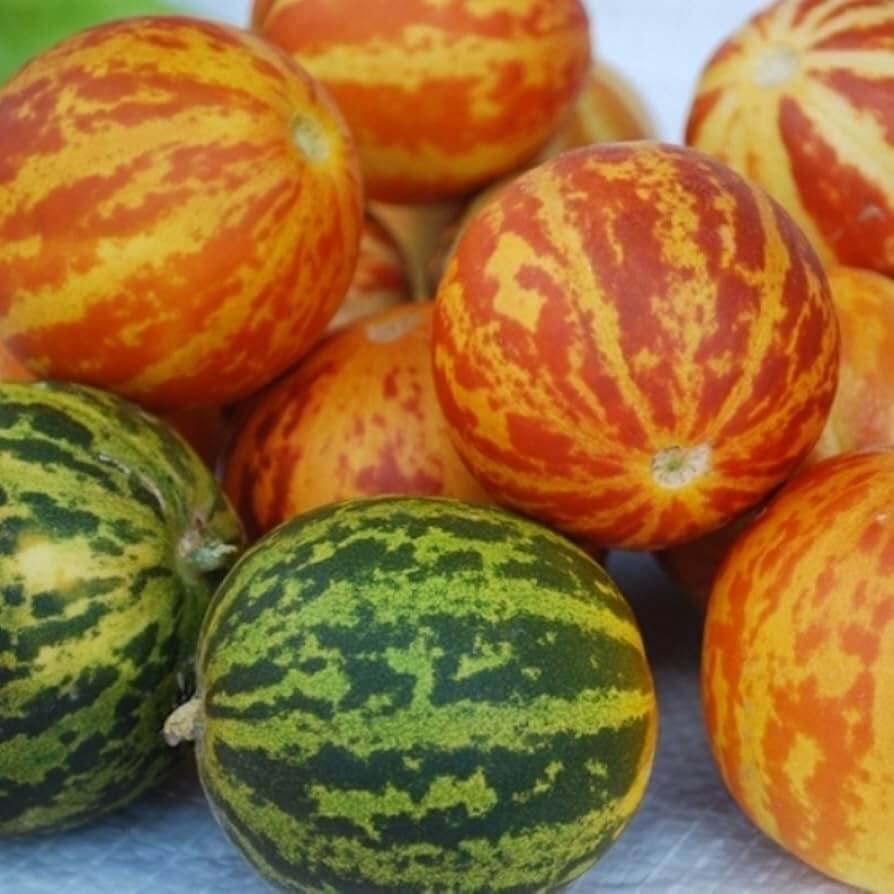 Melon Seeds – Pocket
