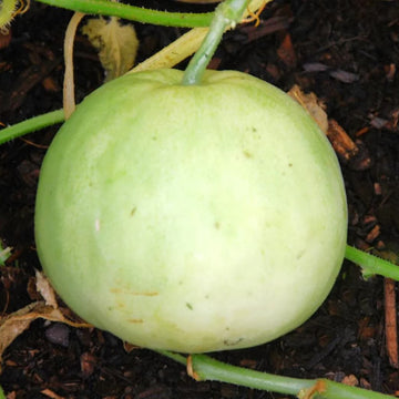 Melon Seeds – Sakata's Sweet