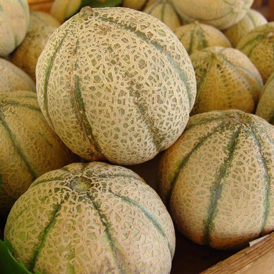 Melon Seeds – Brown Cantaloupe