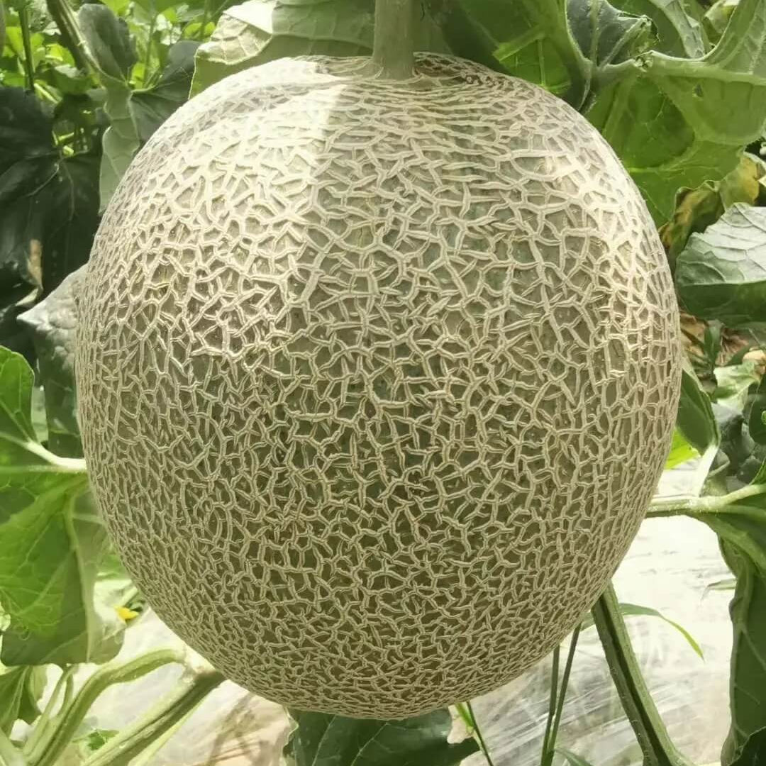 Melon Seeds – Chinese Hami