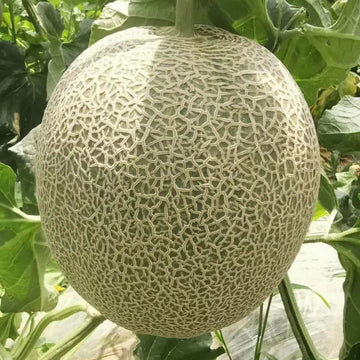 Melon Seeds – Chinese Hami