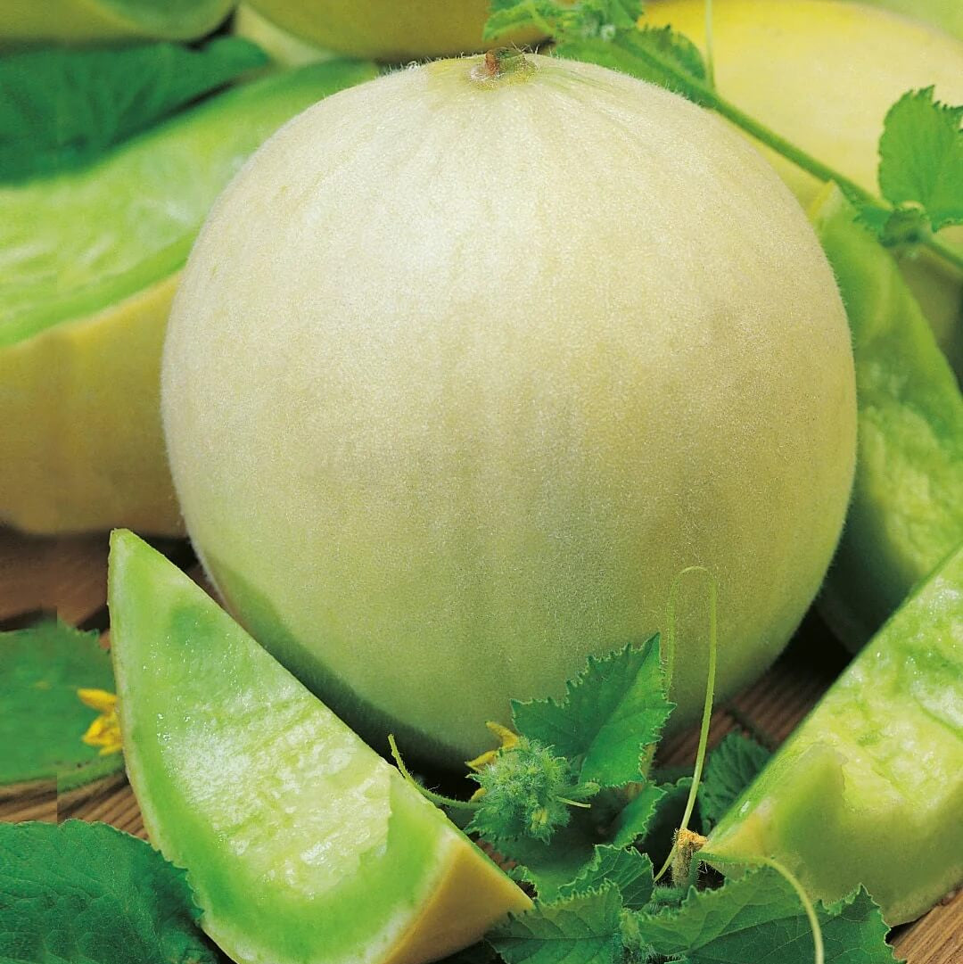 Melon Seeds – Green Dew