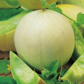 Melon Seeds – Green Flesh Honeydew