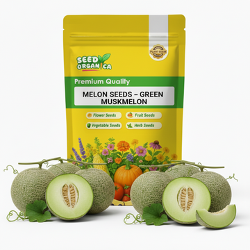 Melon Seeds – Green Muskmelon